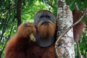 Таким образом дальнейшее развитие различных
